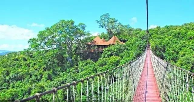 树梢上的别墅建筑：6个比较火的“巢居”案例