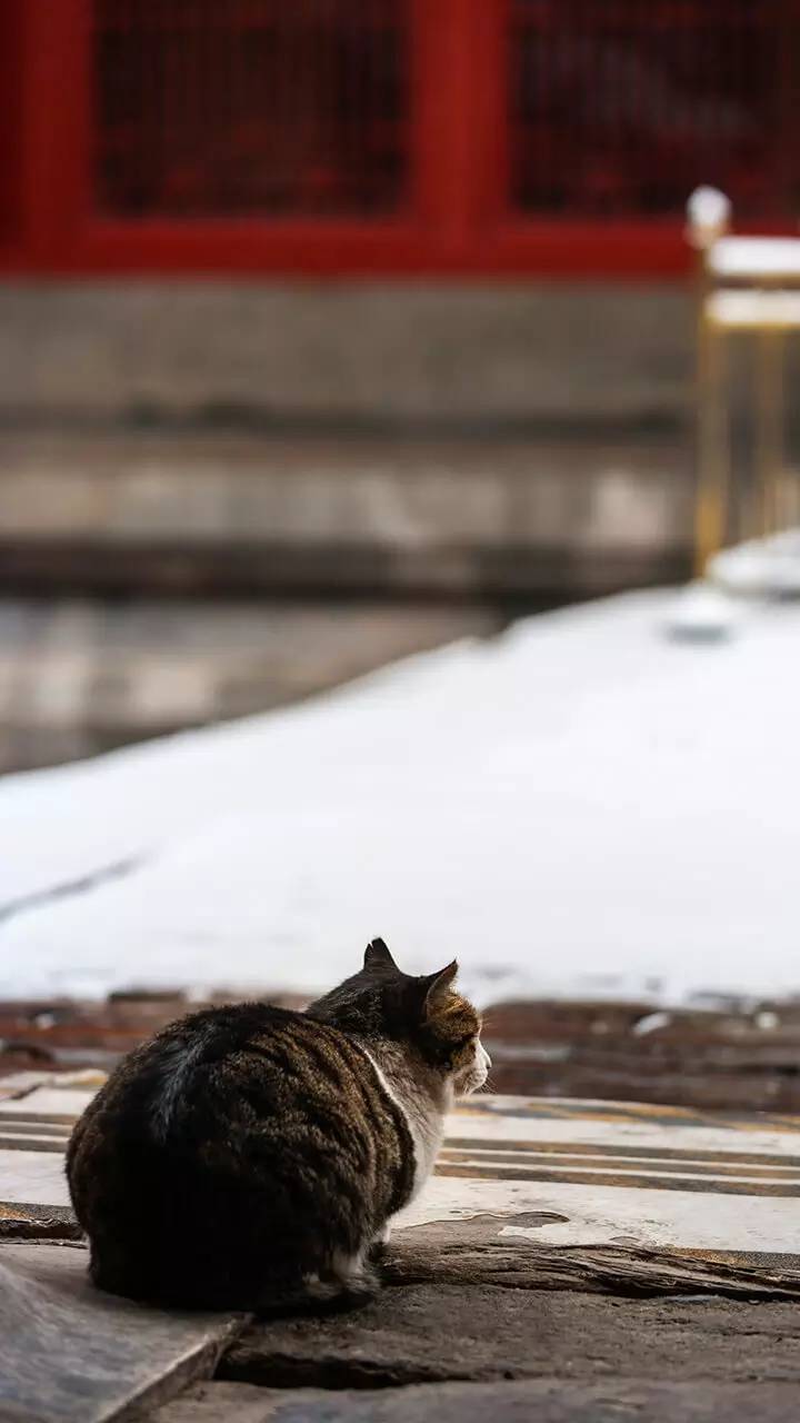 最美中国古建筑：紫禁城下雪了！