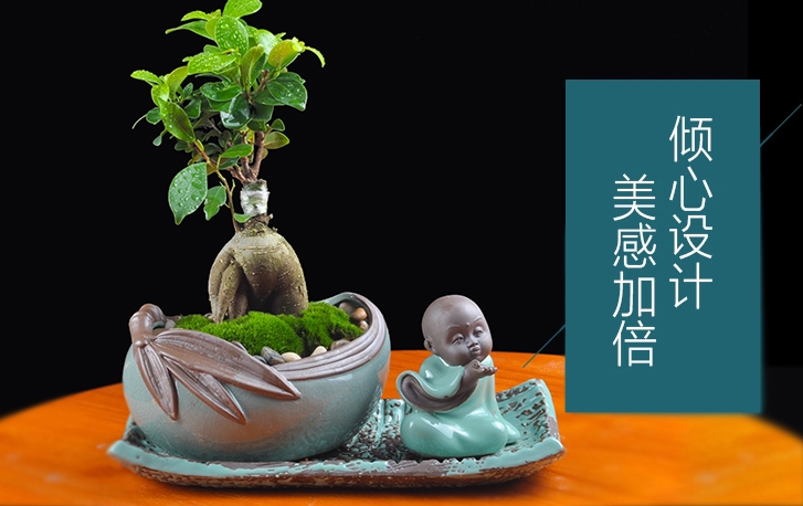 人参榕盆景植物，禅意绿植四季常青盆栽盆景