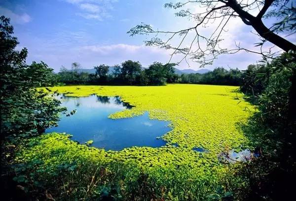 杭州西溪湿地不一样的风景