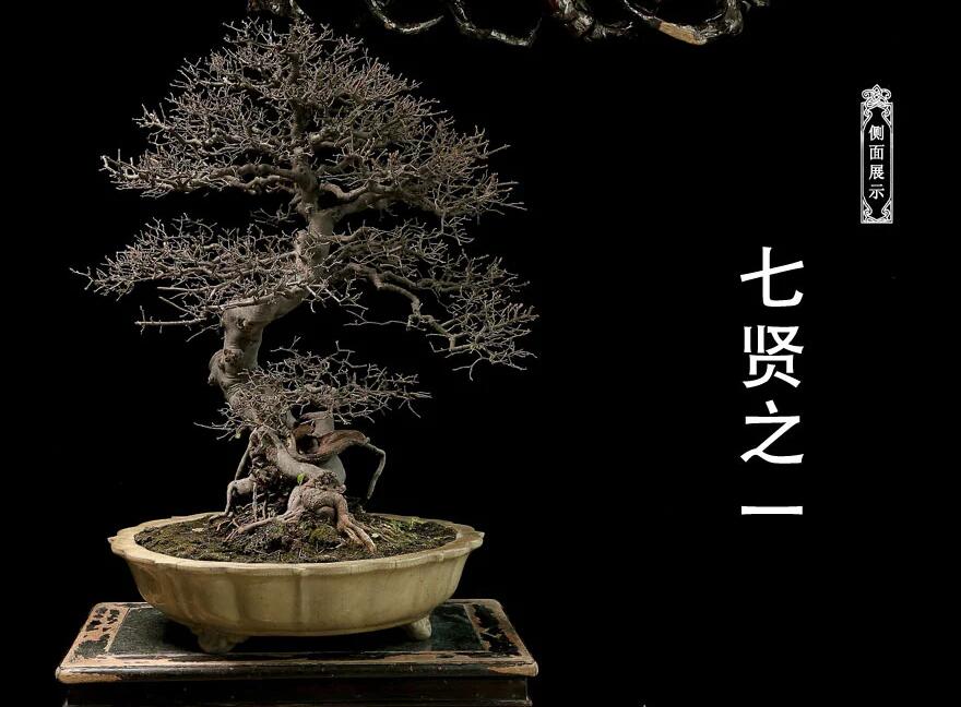雀梅盆景：舞动云涧