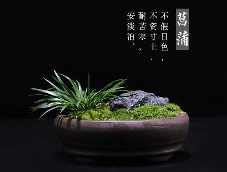 盆景图片 菖蒲盆景