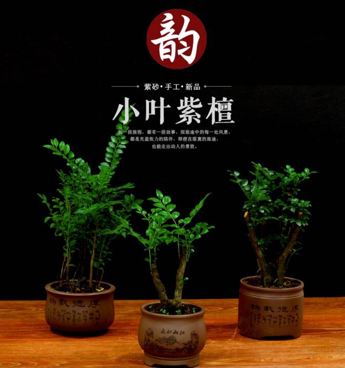 盆景图片 小叶紫檀盆景
