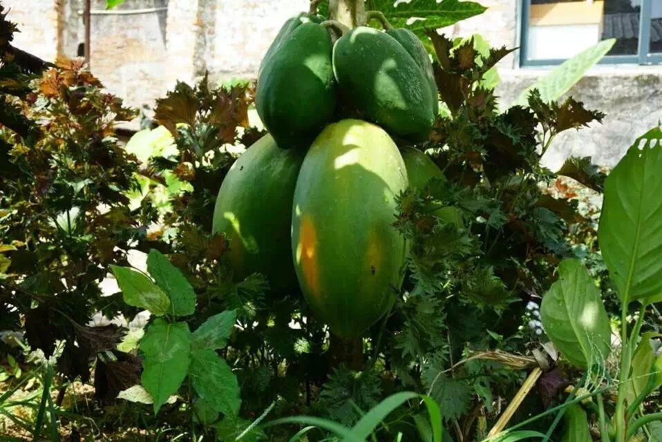 广州·菁木山舍，有个木屋开满鲜花看花开花落