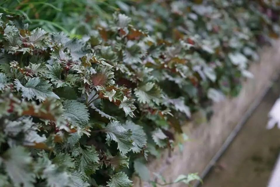 广州·菁木山舍，有个木屋开满鲜花看花开花落