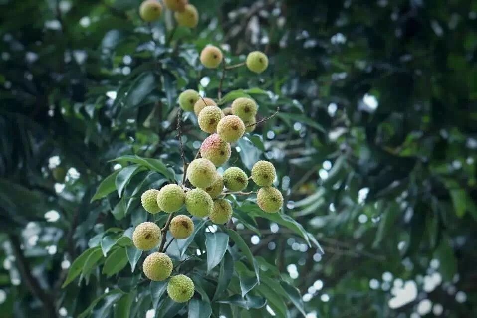 广州·菁木山舍，有个木屋开满鲜花看花开花落