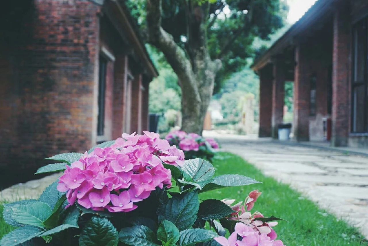 广州·菁木山舍，有个木屋开满鲜花看花开花落