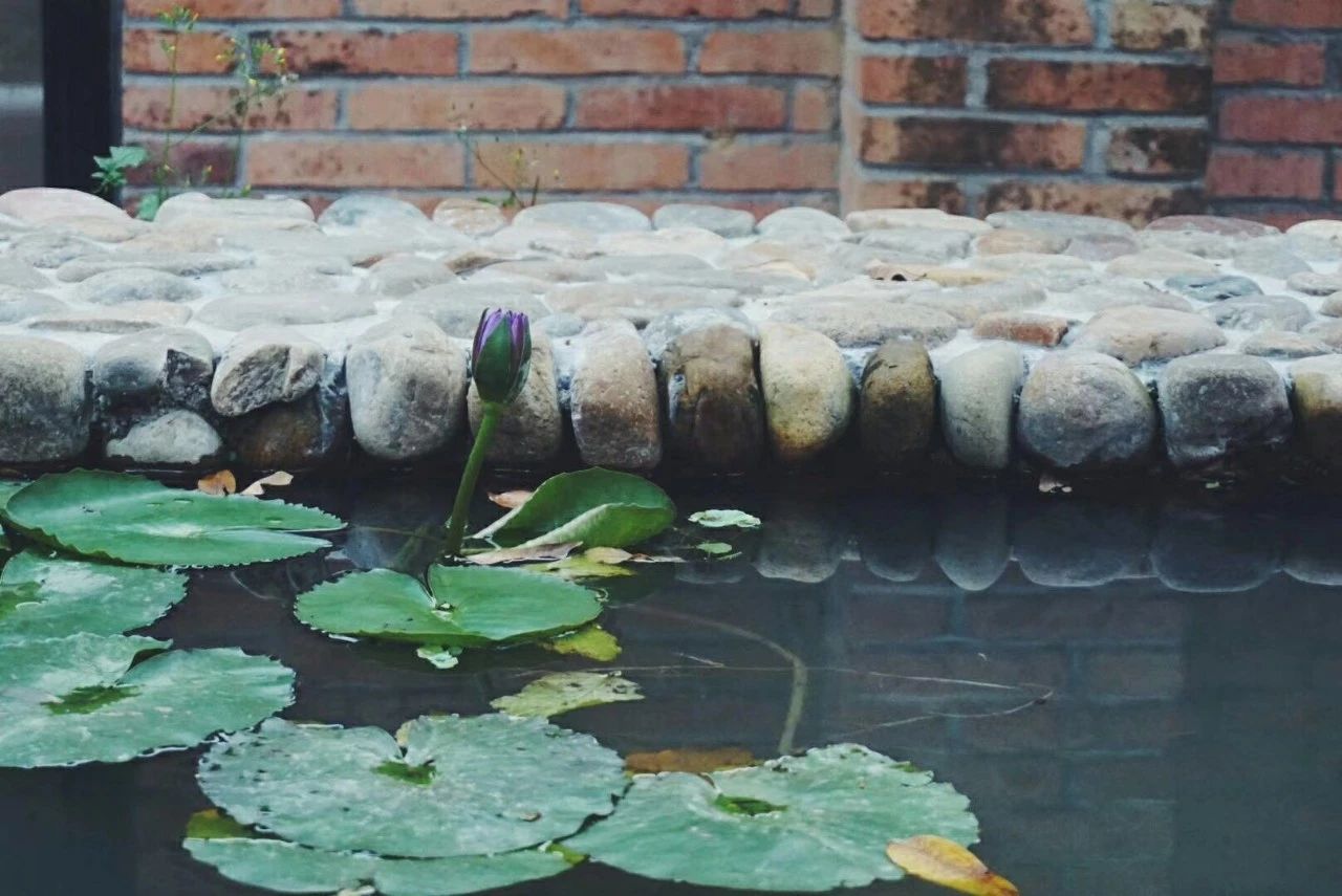 广州·菁木山舍，有个木屋开满鲜花看花开花落