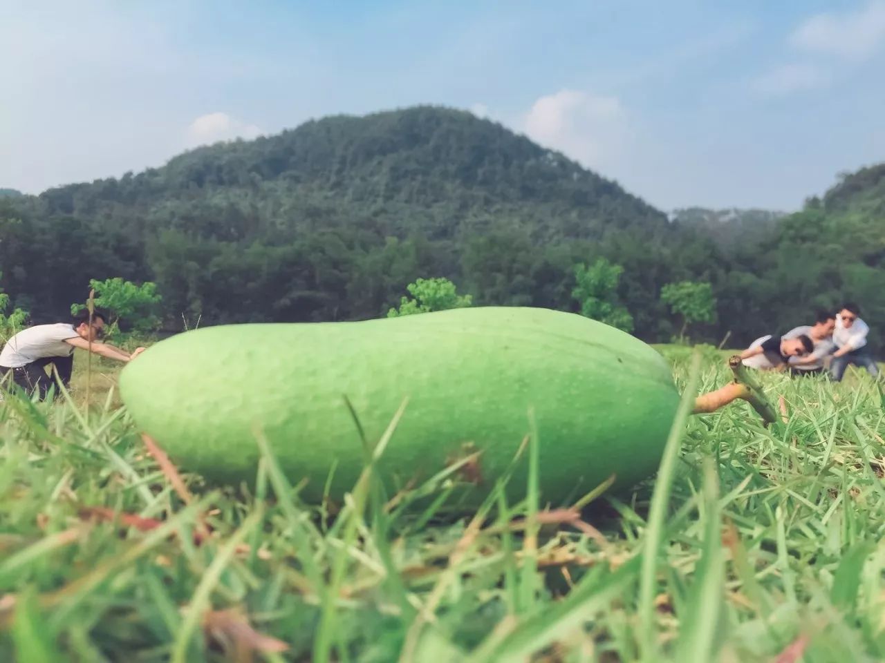 阳朔·芒果忆墅，用芒果记录每一个美好瞬间