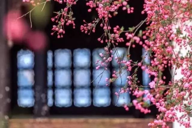 中式古窗：赏一窗花开盼一世安好