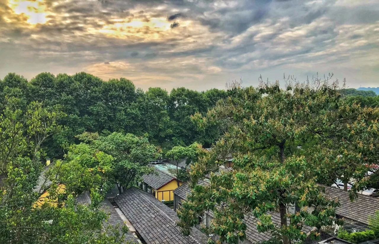 南京·老树院子山囿里,与时光慢揉在一起彼此沉