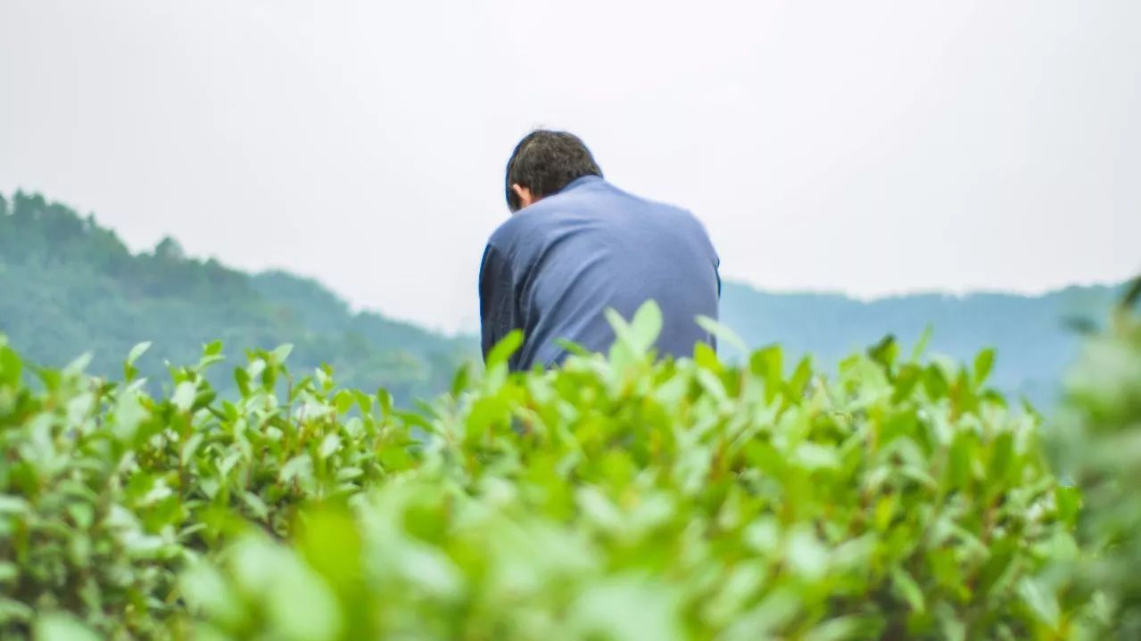 茶隐·喜在山舍，上有茶山下有九溪肆意虚度生活