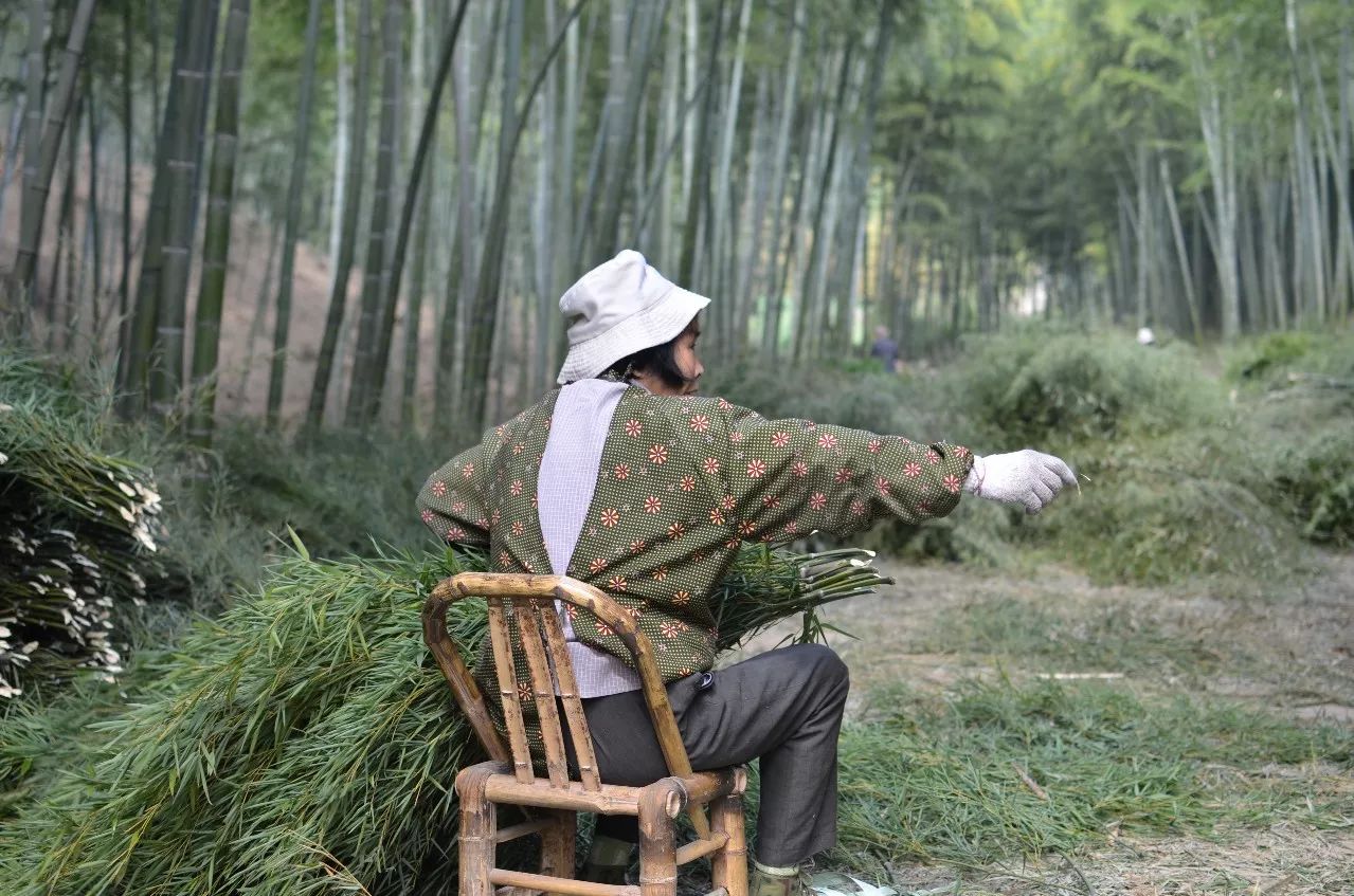 莫干山·趣舍一棵树，置身山中与山林万物相连