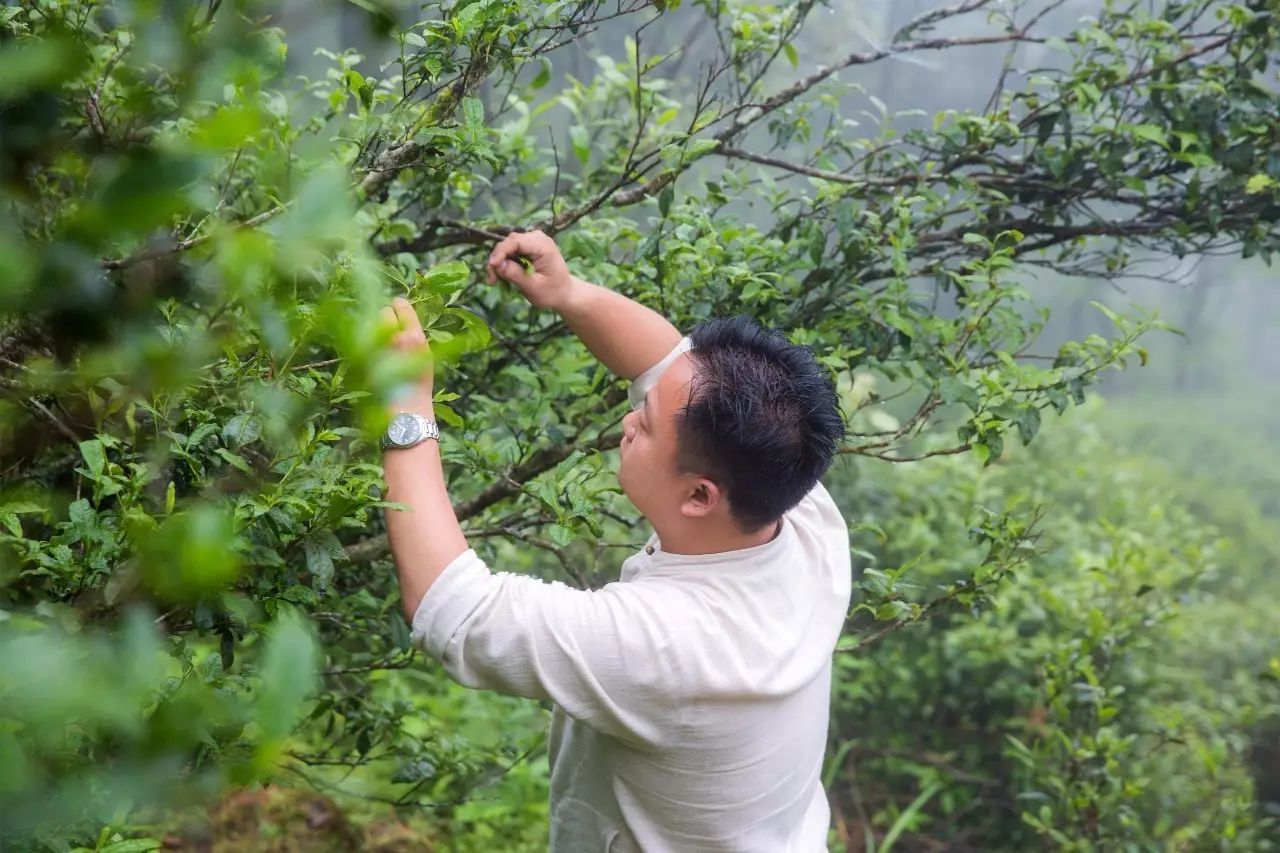 丛山茶境，一片天一座山忘了山外忘却自己