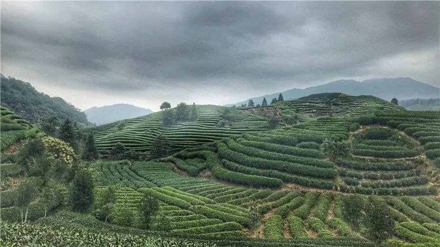 武夷山·山玖如意庄，一杯清茶一万个品茶人