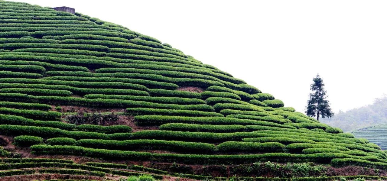 武夷山·山玖如意庄，一杯清茶一万个品茶人