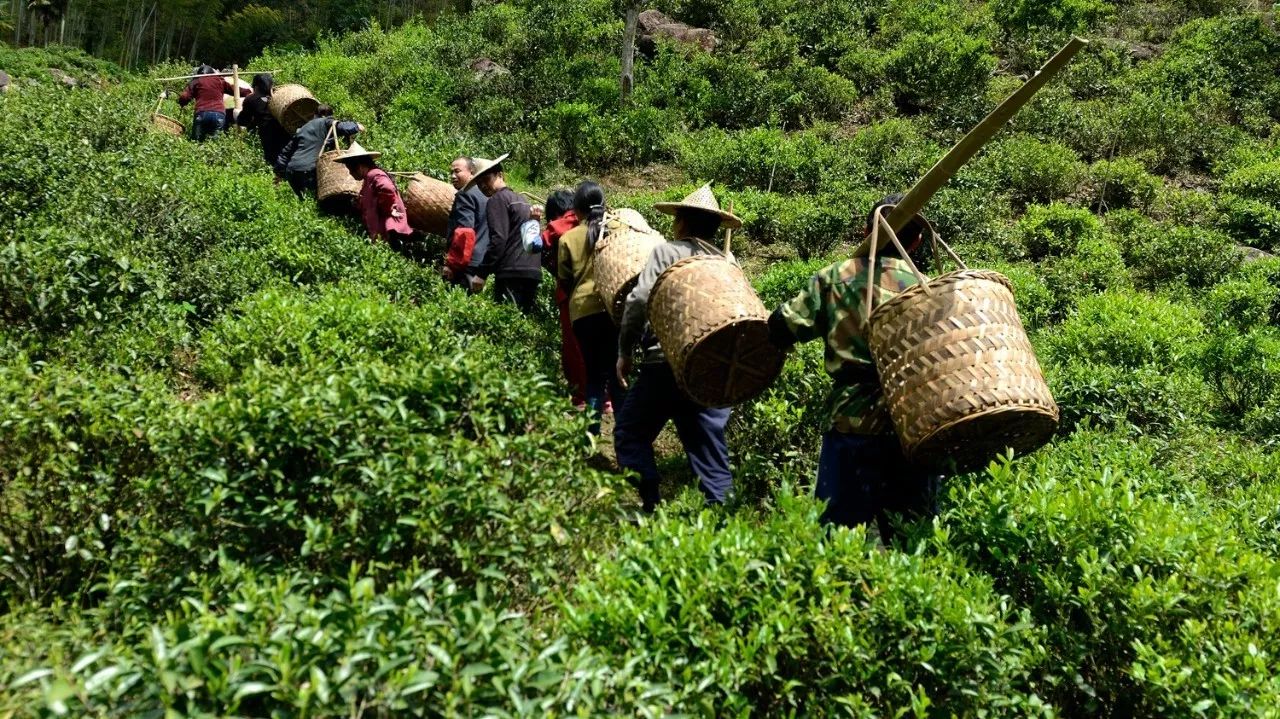 武夷山·山玖如意庄，一杯清茶一万个品茶人