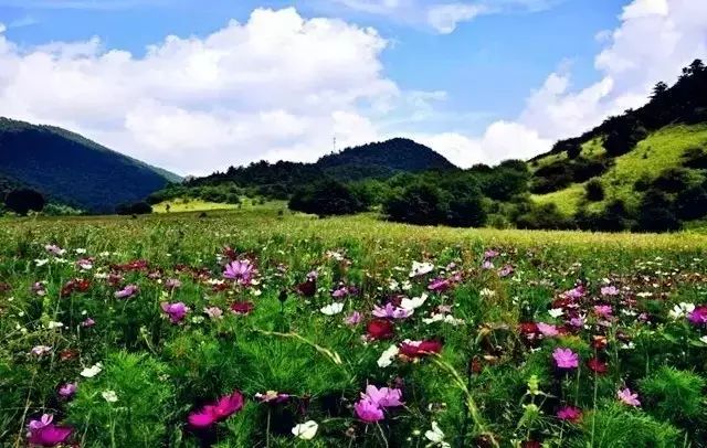 3间开在稻田里的民宿，回归自然向往田园风光