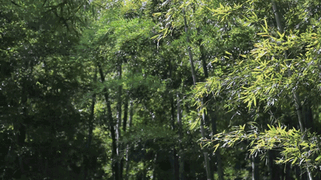 珀洱半坡，在竹海树林之间尽享山间好风光