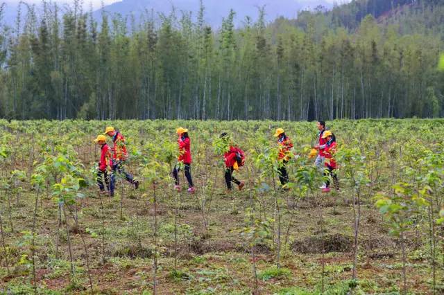 天堂山乡爱树民宿，古色古香的童话小镇