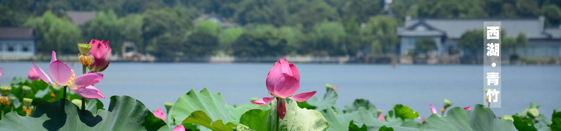 青桐·青竹茶舍，茶香缥缈静赏西湖