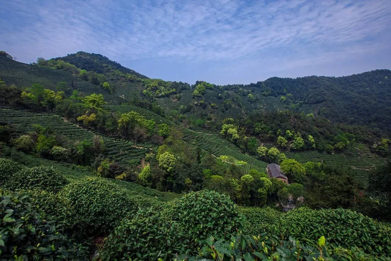 杭州龙井茂居民宿，在茶田之中枕着茶香入睡