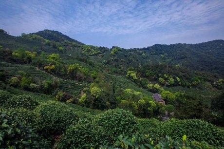 杭州龙井茂居民宿，在茶田之中枕着茶香入睡