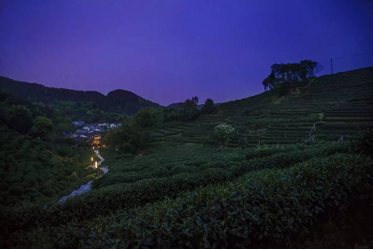 杭州龙井茂居民宿，在茶田之中枕着茶香入睡