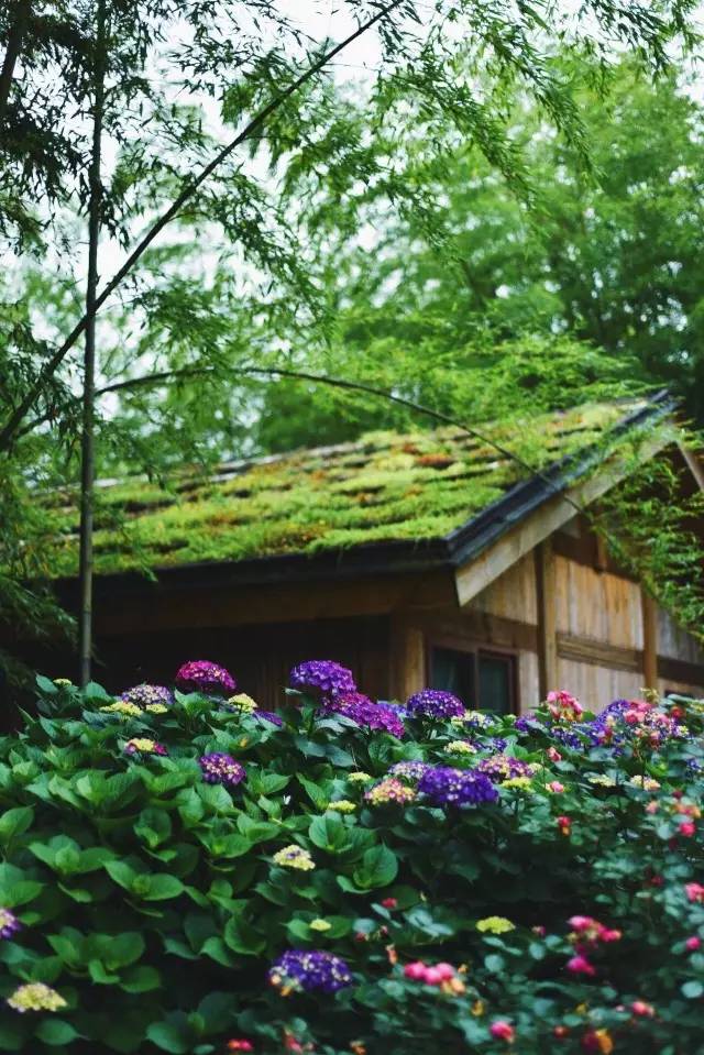 林中四舍民宿设计，一所鸟语花香的小木屋