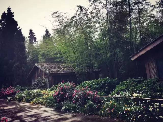 林中四舍民宿设计,一所鸟语花香的小木屋