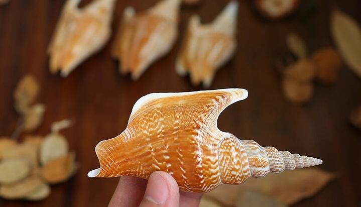 天然贝壳海螺珊瑚