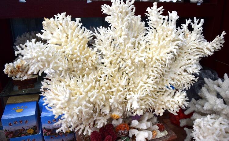 精美的珊瑚艺术品--千年珊瑚万年红（七）