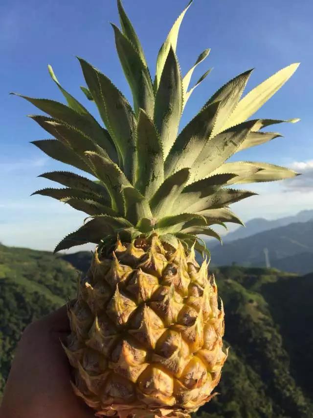 云南香水小菠萝：酸甜多汁脆嫩爽口