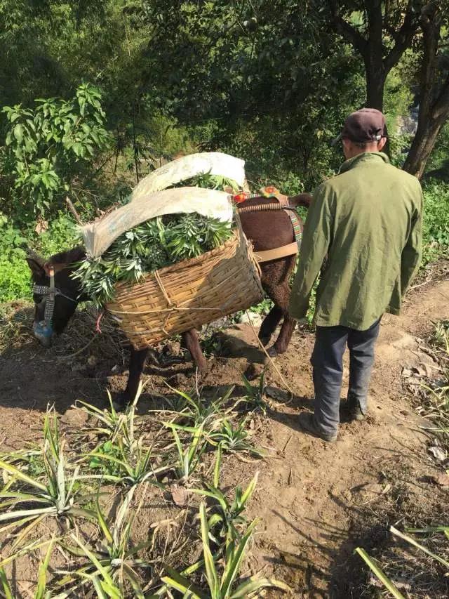 云南香水小菠萝：酸甜多汁脆嫩爽口