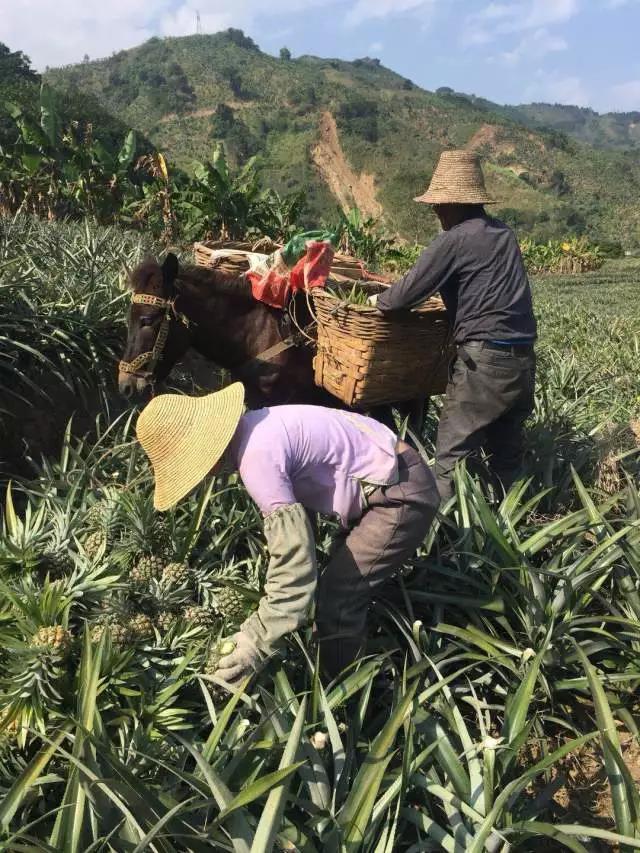 云南香水小菠萝：酸甜多汁脆嫩爽口