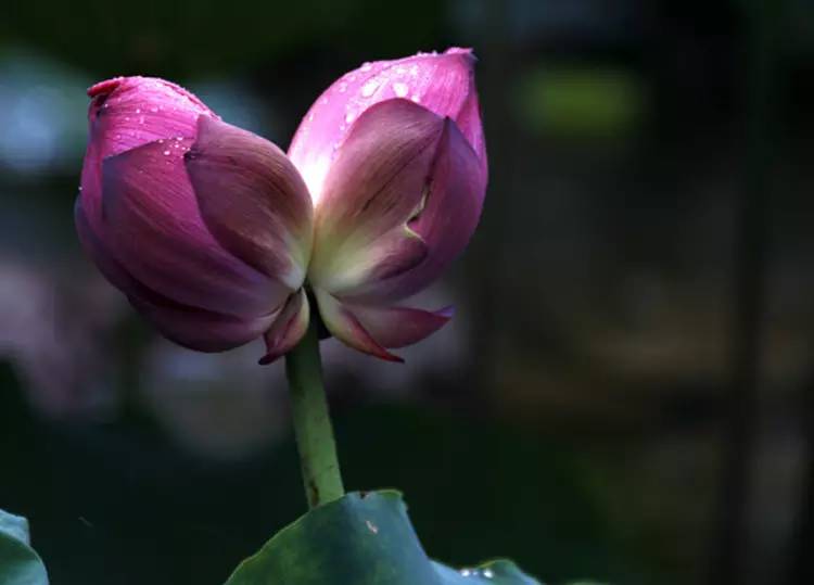 惊艳花朵风景图片：花开并蒂美哉!