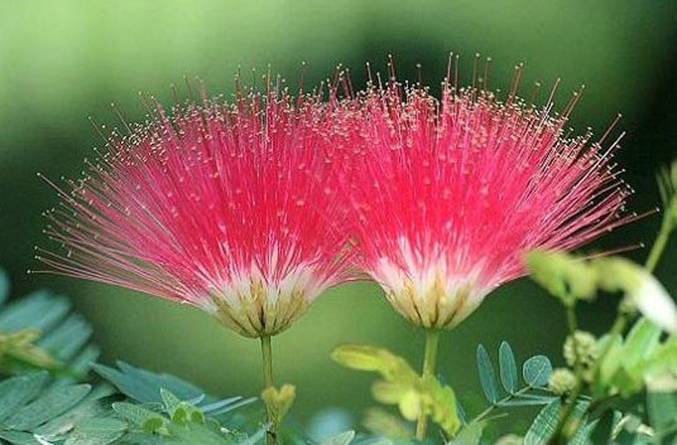 惊艳花朵风景图片：花开并蒂美哉!