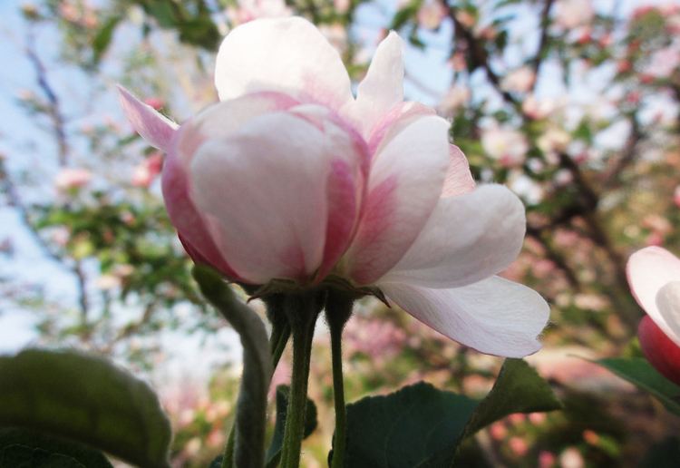 惊艳花朵风景图片：花开并蒂美哉!