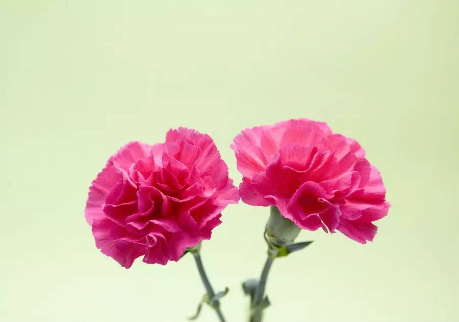 惊艳花朵风景图片：花开并蒂美哉!