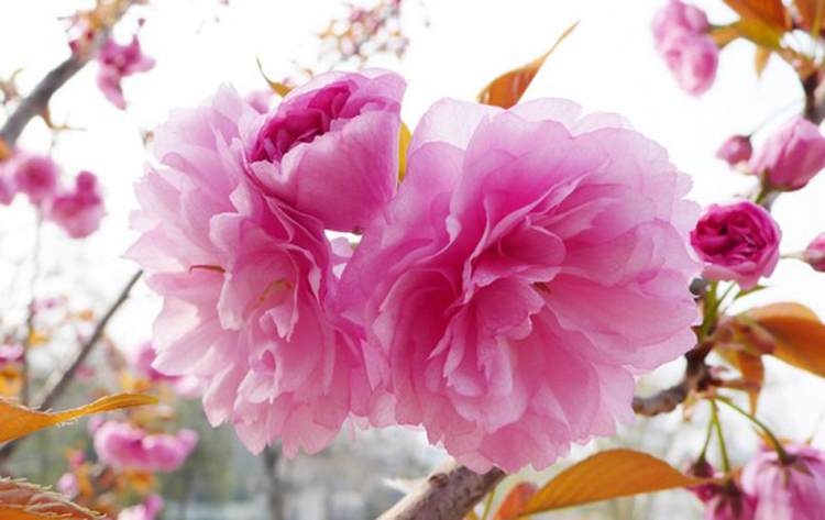 惊艳花朵风景图片：花开并蒂美哉!