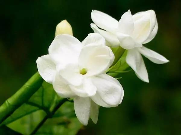 惊艳花朵风景图片：花开并蒂美哉!