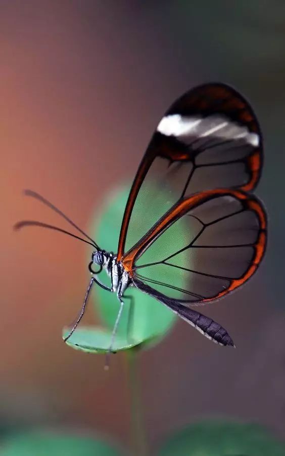 惊艳蝴蝶美景：罕见的隐形翅膀!