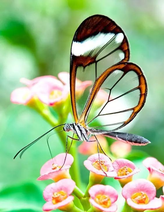 惊艳蝴蝶美景：罕见的隐形翅膀!