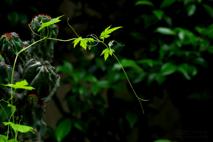 青丝绿叶迷人眼：一组清新植物风景摄影