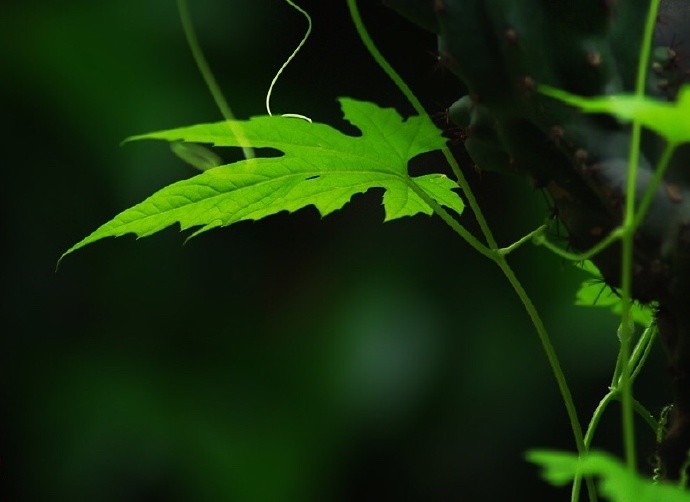 青丝绿叶迷人眼：一组清新植物风景摄影