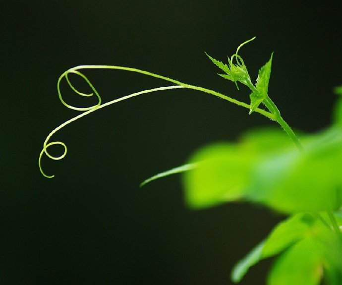 青丝绿叶迷人眼：一组清新植物风景摄影