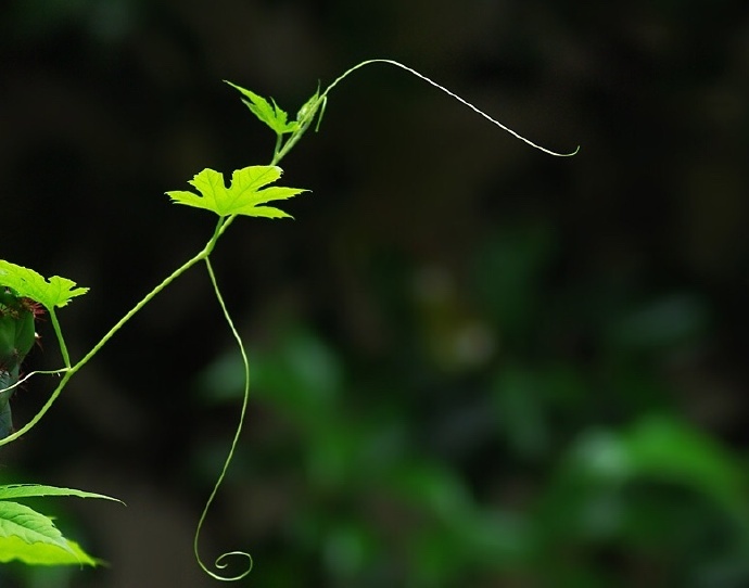 青丝绿叶迷人眼：一组清新植物风景摄影