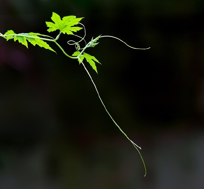 青丝绿叶迷人眼：一组清新植物风景摄影