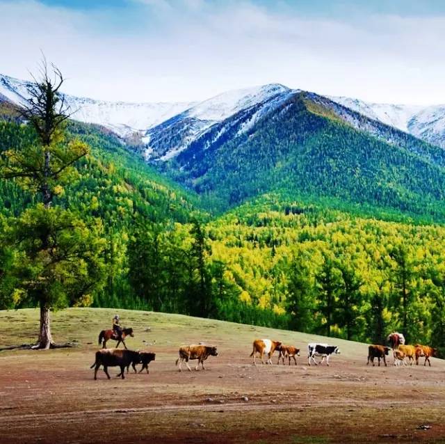 拨动心弦的人间美景：西北第一村·白哈巴