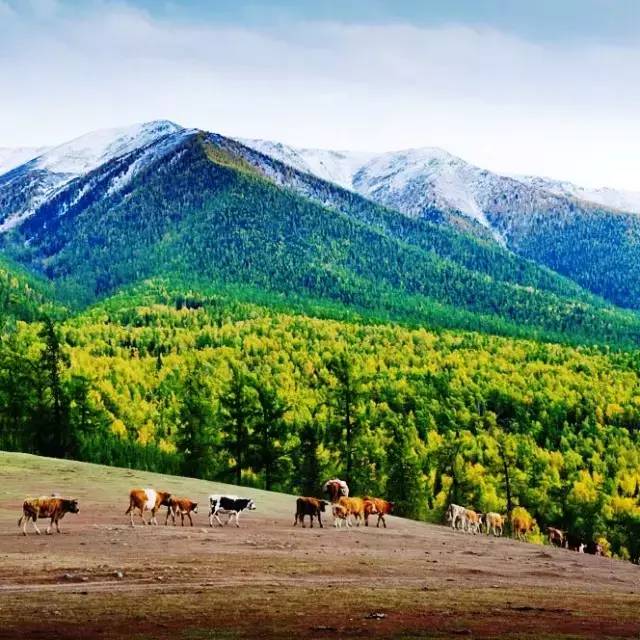 拨动心弦的人间美景：西北第一村·白哈巴